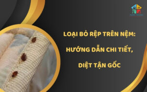 Loại bỏ rệp trên nệm