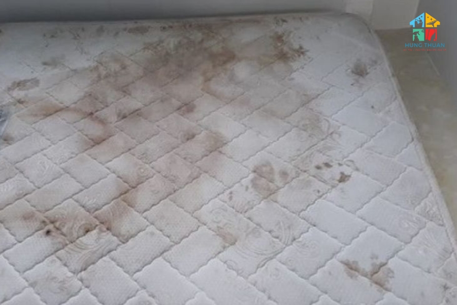 Làm sạch nệm sau khi thú cưng tè (2)