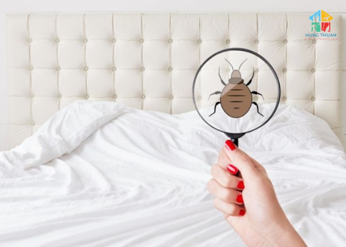 Cách diệt rệp giường trên nệm (2)