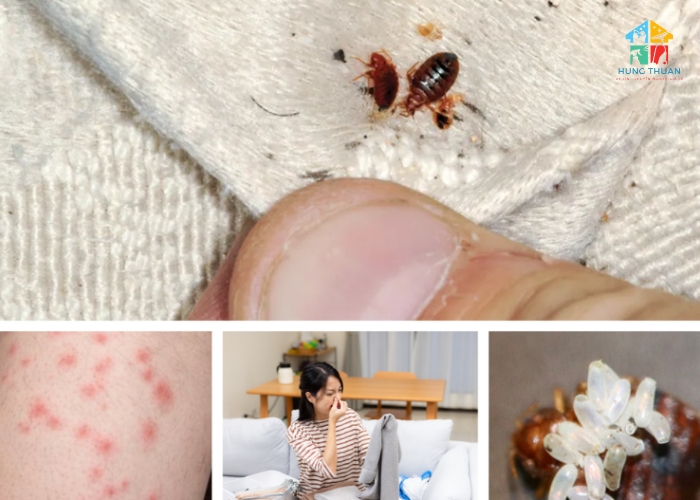 Cách diệt rệp giường trên nệm