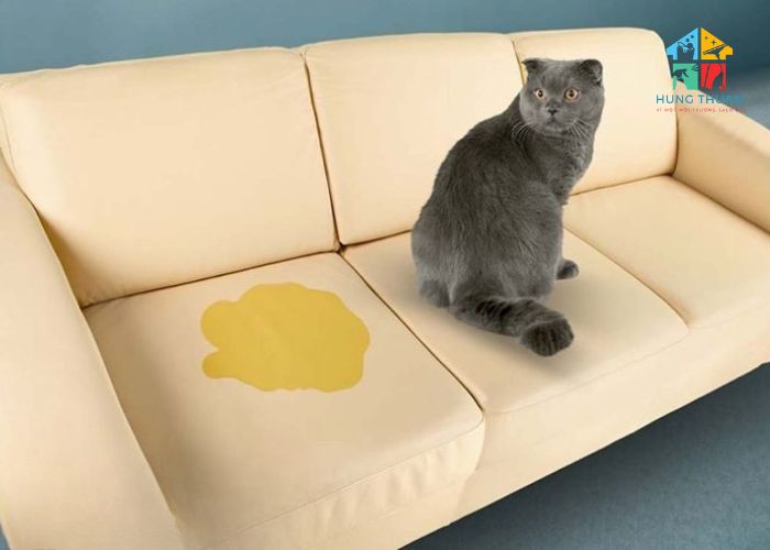 Cách khử mùi nước tiểu mèo trên sofa (2) Cách khử mùi nước tiểu mèo trên sofa (2)