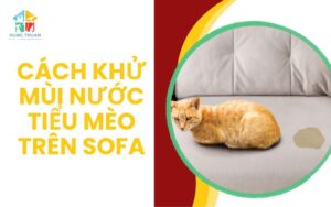 Cách khử mùi nước tiểu mèo trên sofa