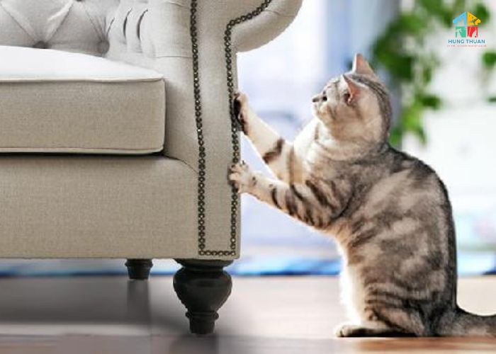 Cách chống mèo cào ghế sofa Cách chống mèo cào ghế sofa